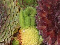 spring plants 014.jpg