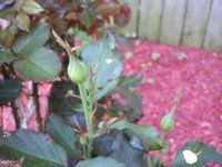 tn_gardening031.JPG