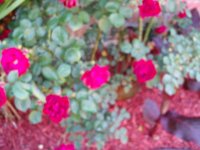 tn_gardening029.JPG