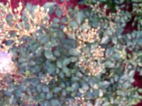 tn_gardening020.JPG