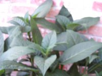 tn_gardening017.JPG