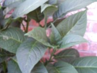 tn_gardening018.JPG