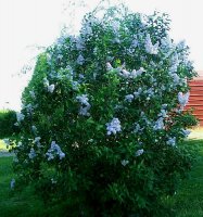 Lilac Bush 1.jpg