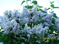 Lilac Bush 5.jpg