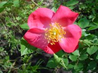 Flowers -10 005.JPG