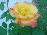 Flowers -10 001.JPG