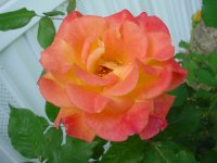 Flowers -10 004.JPG