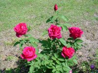 Flowers -10 003.JPG