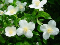 Flowers -10 010.JPG