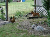 tn_April 24, flowers & dogs 029.JPG