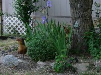 tn_April 24, flowers & dogs 030.JPG