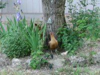 tn_April 24, flowers & dogs 031.JPG