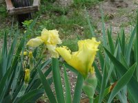 tn_April 24, flowers & dogs 014.JPG