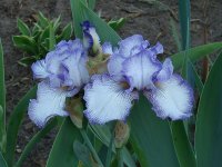 tn_April Flowers 002.JPG