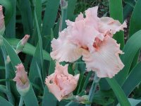 tn_April 24, flowers & dogs 039.JPG