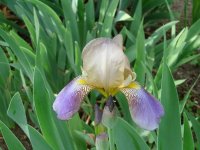tn_April 24, flowers & dogs 004.JPG