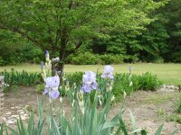 tn_April 24, flowers & dogs 045.JPG