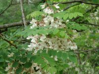 tn_April 24, flowers & dogs 062.JPG