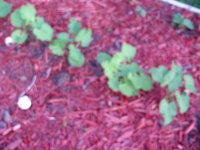 tn_gardening015.JPG