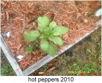 gardening006.JPG