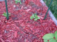 tn_gardening011.JPG