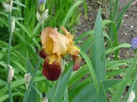tn_flowers and ducks 003.JPG