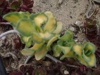 plant id 015.jpg