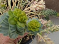 plant id 014.jpg