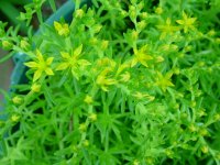 Flowers -10 004.JPG