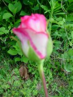 Flowers -10 003.JPG