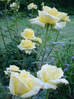 Flowers -10 001.JPG