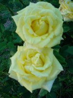 Flowers -10 007.JPG