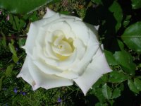 Flowers -10 014.JPG