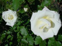 Flowers -10 015.JPG