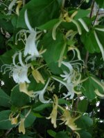 Flowers -10 006.JPG