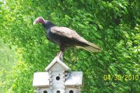 Vulture 2.jpg