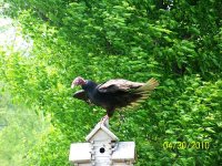 Vulture 1.jpg