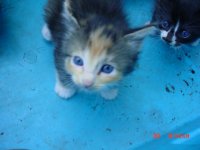 kitty 003.JPG