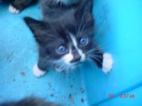 kitty 005.JPG