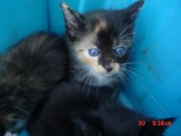 kitty 006.JPG