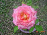 Flowers -10 008.JPG