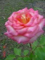 Flowers -10 009.JPG