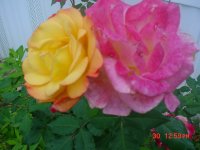Flowers -10 001.JPG