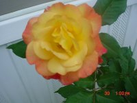 Flowers -10 003.JPG