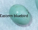 Eastern Bluebird egg 1.jpg