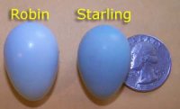 robin_egg_starling_egg.jpg