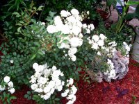 tn_gardening013.JPG