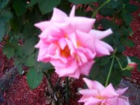 tn_gardening032.JPG