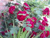 tn_gardening034.JPG