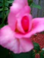 tn_gardening026.JPG
